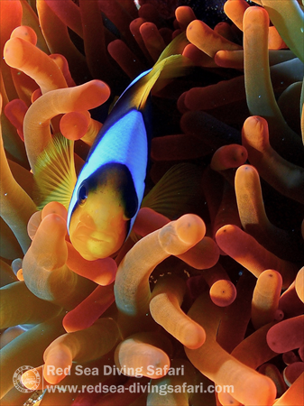 Little clown fish in red anemone