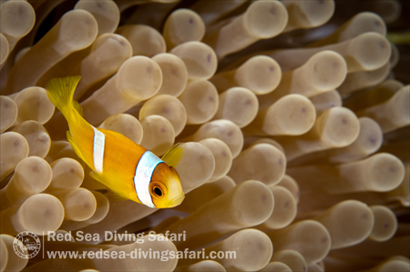 Nemo