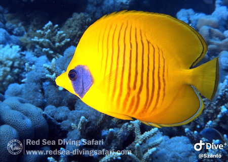 Bluecheek Butterflyfish