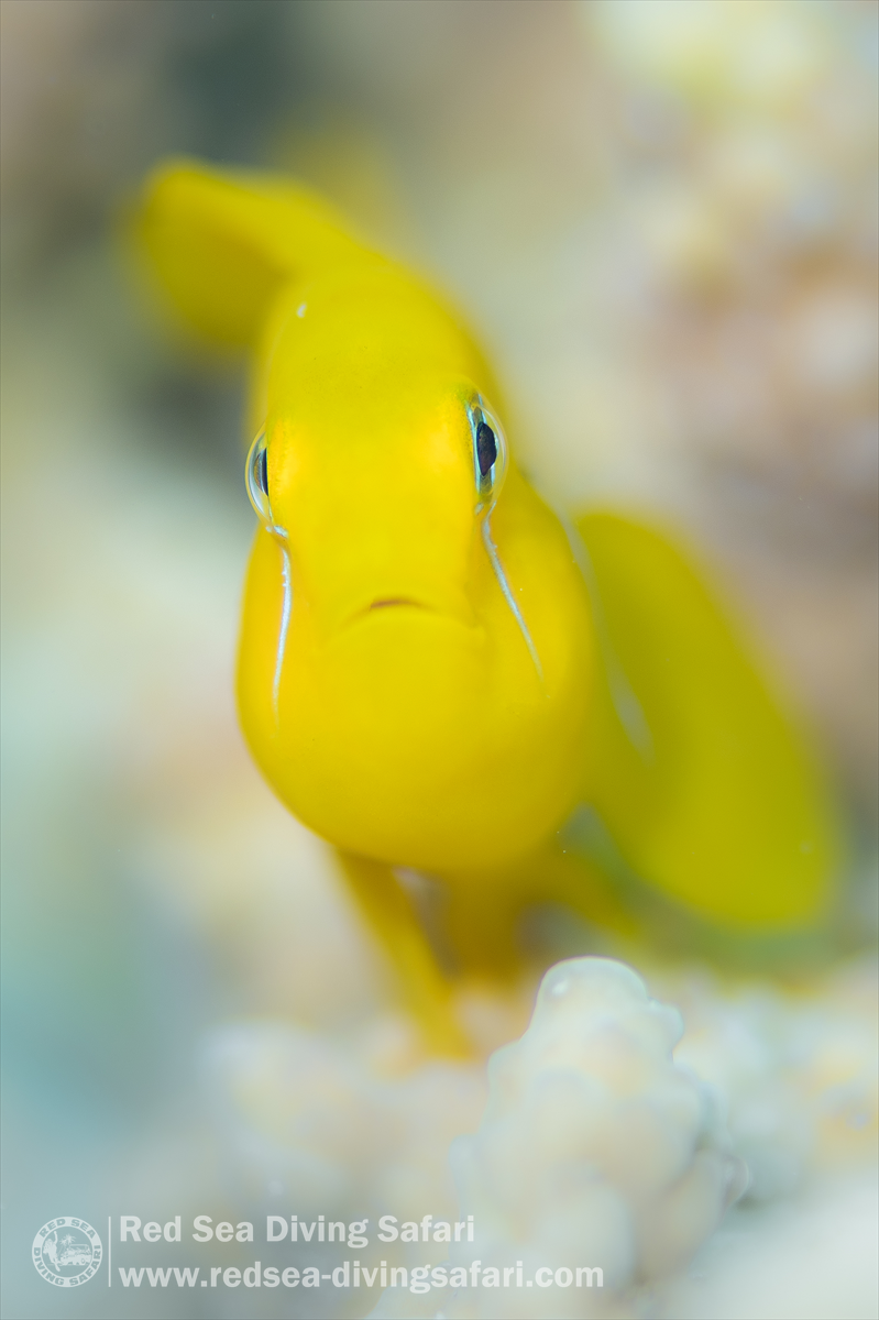 When life gives you lemons