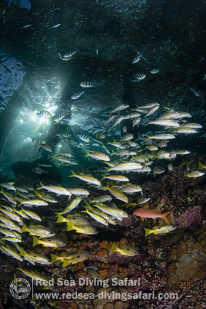 Shoaling goatfish