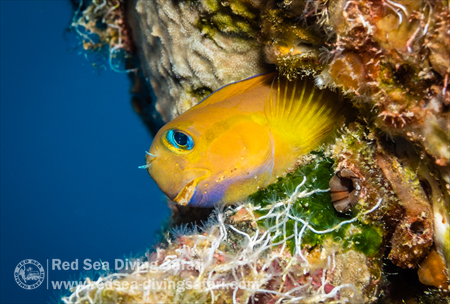 Midas Blenny