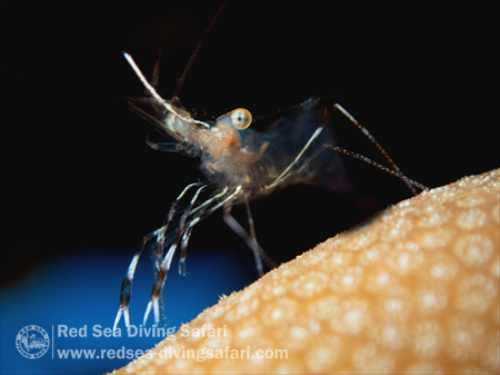 Shrimp