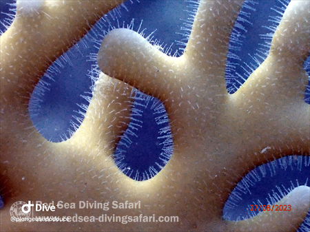 Fire coral 